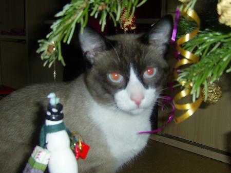 la c est les &eacute;pines du sapin k il regarde tomber;;;